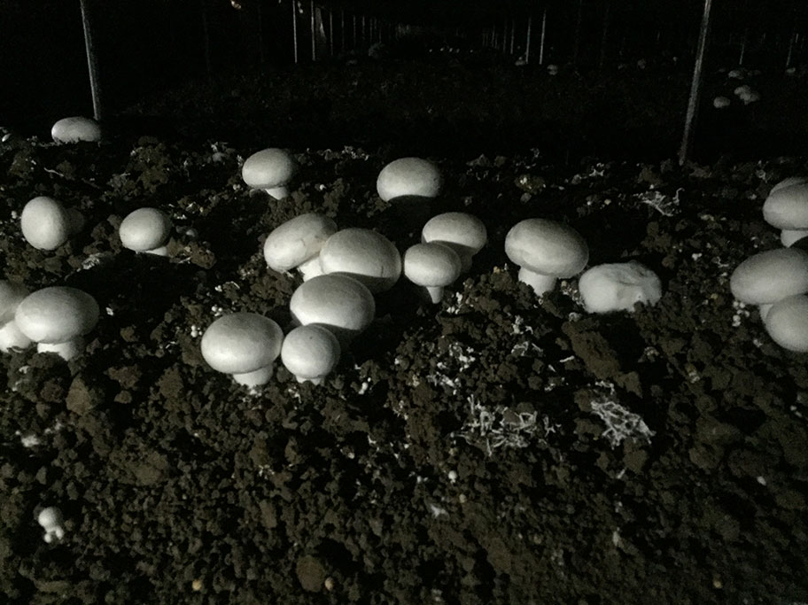 Champignon