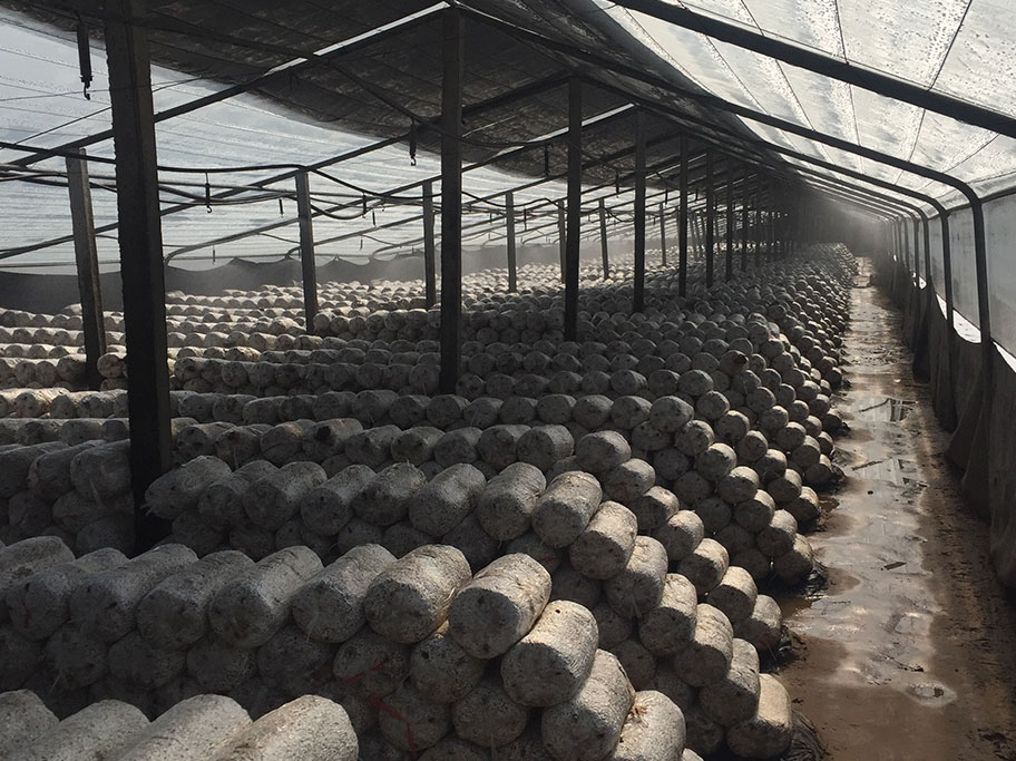 Mushroom cultivation