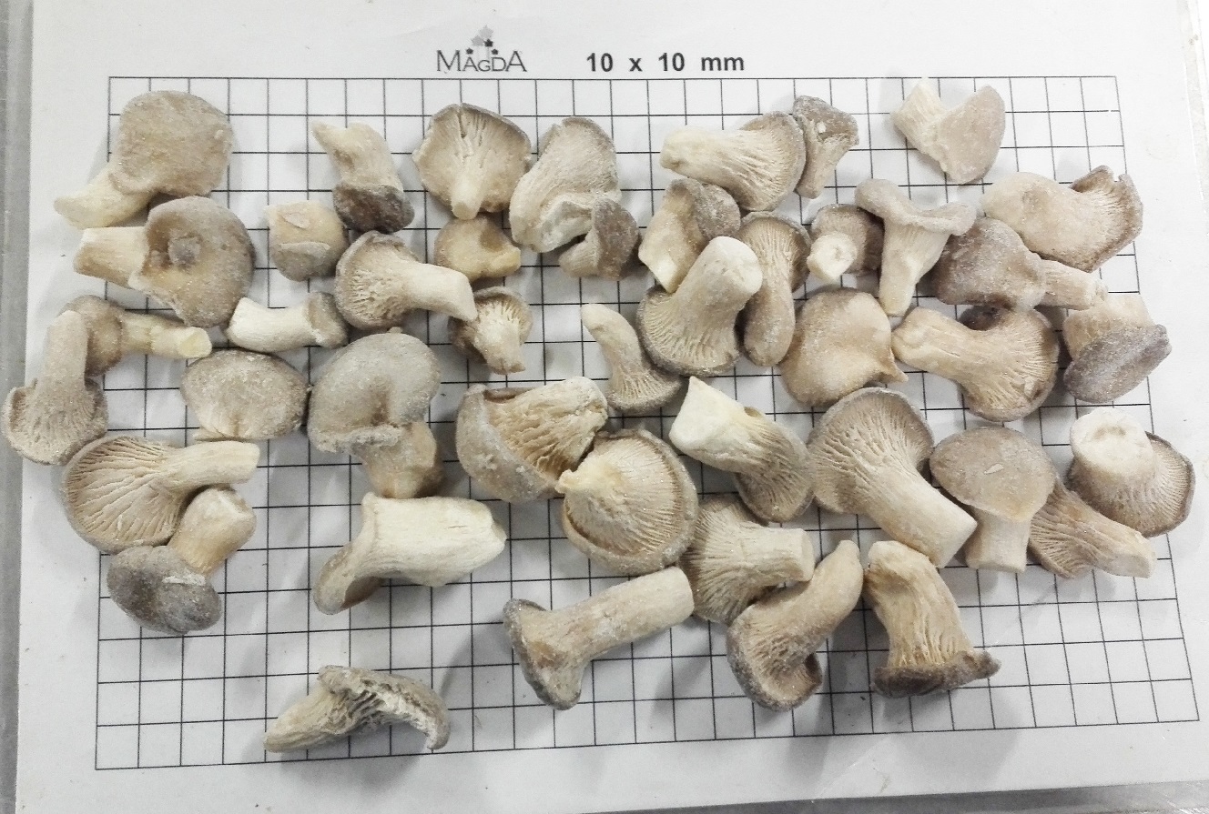 Frozen Pleurotes Baby 1-3cm