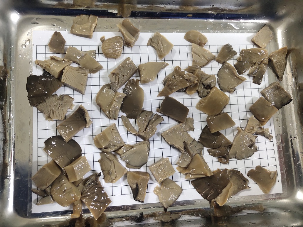 Pleurotus ostreatus in brine cubes 2x3cm
