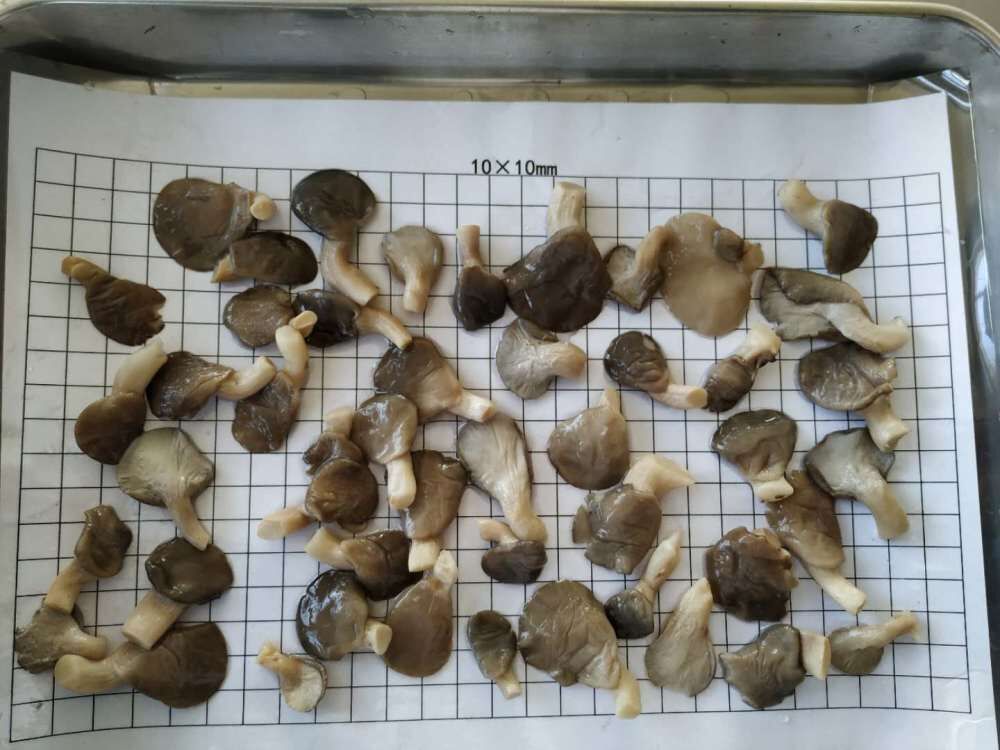 Pleurotus ostreatus in brine whole 2-4cm