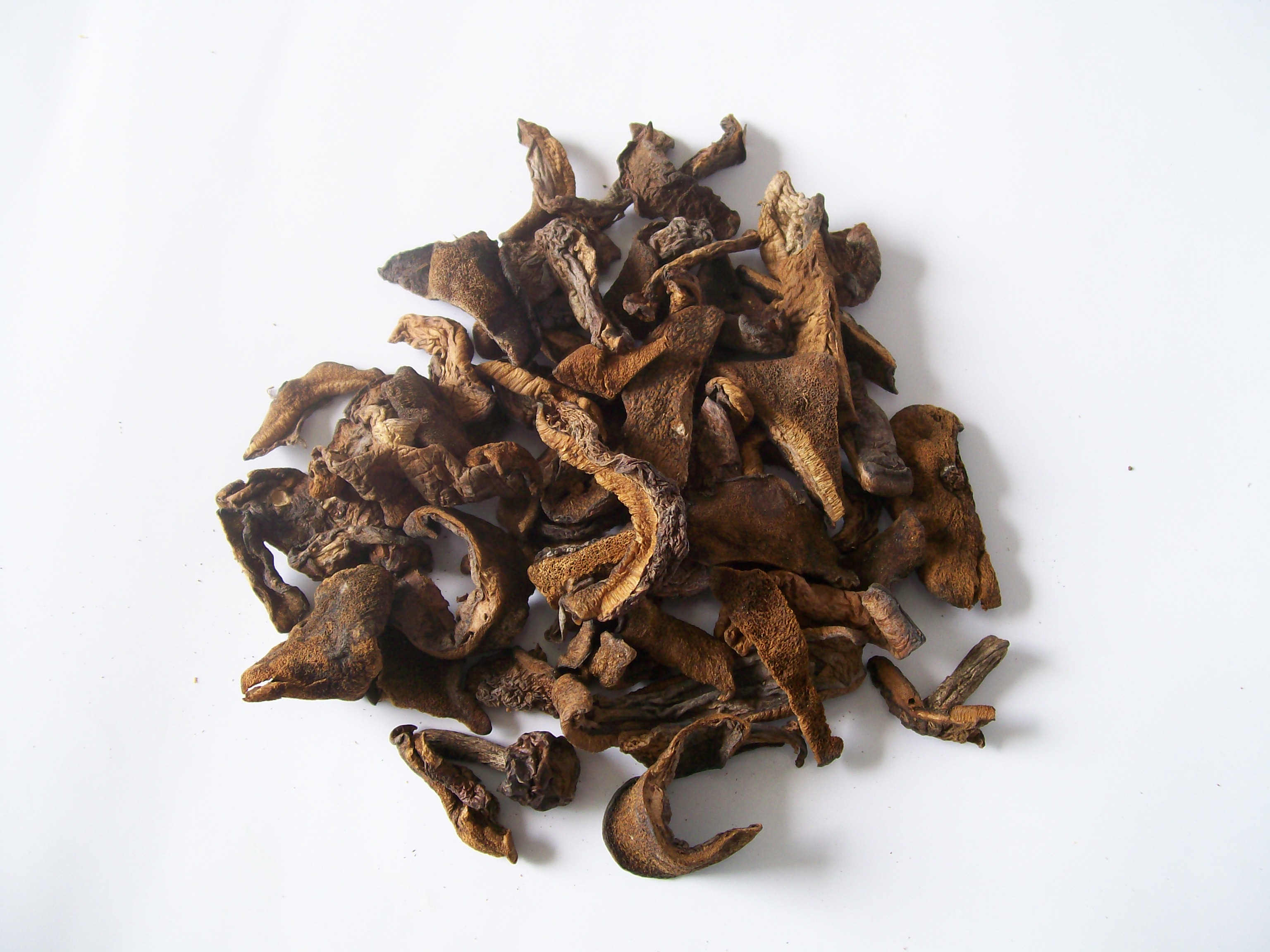 Dried Suillus slice